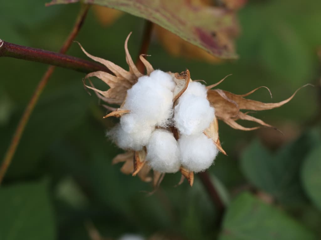 Flor de algodón para textiles.